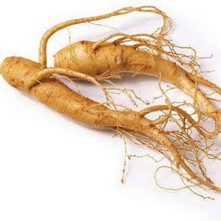 Koreaanse ginseng, Panax ginseng, ginseng, Chinese ginseng, witte ginseng, Asian ginseng