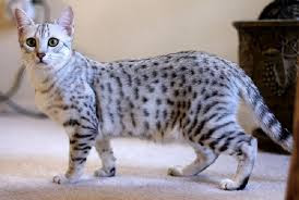 the Egyptian Mau