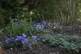 Roche Fleurie Garden