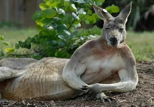 Chuột túi kangaroo - Loài động vật độc đáo của Australia