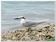 20120619_114328_226_Ponghu