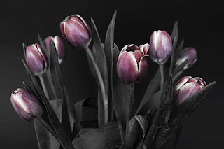 tulip images free Download