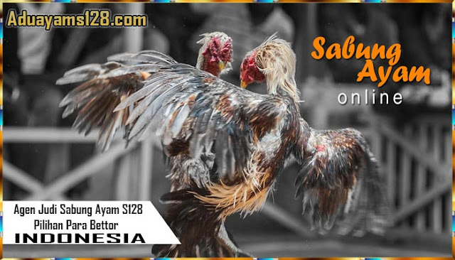  Situs Judi Sabung Ayam S128 Pilihan Para Bettor Indonesia