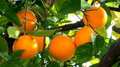 أنواع البرتقال ومزايا وفوائد البرتقال المتعددة على الصحة