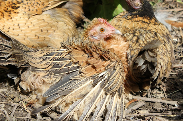 Vitamin D₃ important for poultry health