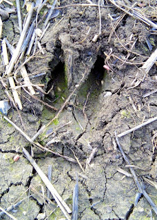 Roe deer tracks