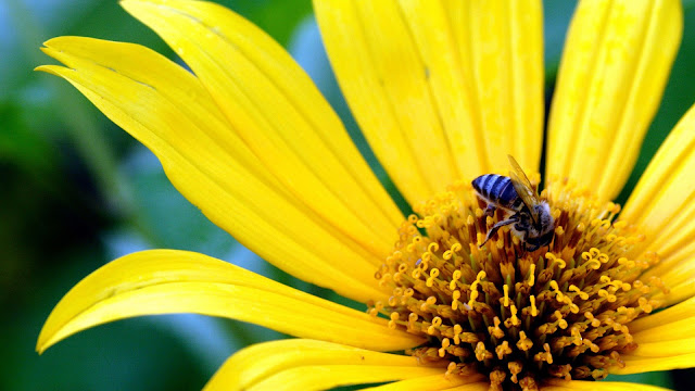 Macro Photo Yellow Flower Bee