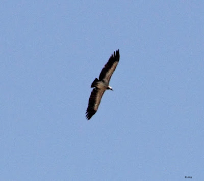 Indian Vulture Gyps indicus