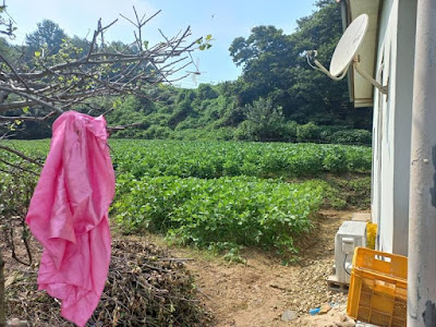 충남 서천 마산면 단독주택 옆 토지 사진 2