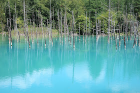 北海道 美瑛 白金青い池