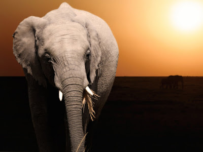 foto de elefante caminando al alba  