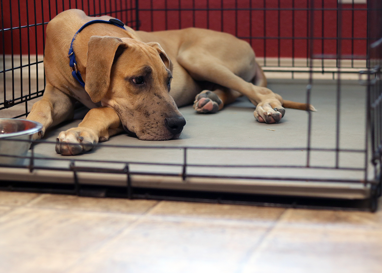 Rocco the Foster Dane