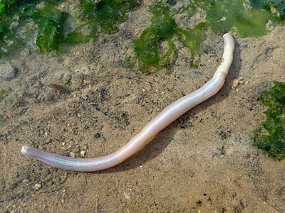 peanut worm