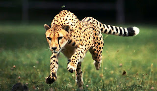 HEWAN TERCEPAT CHEETAH