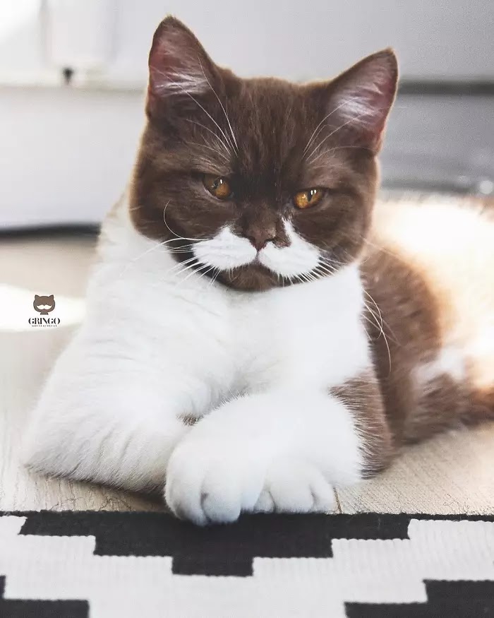 Meet Gringo, The Adorable Moustached Cat That Won Our Hearts