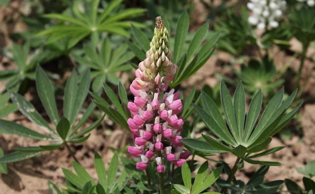 Lupine Flowers Pictures