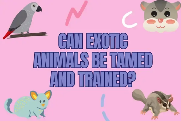 Unveiling the Truth: Can Exotic Animals Be Tamed and Trained?