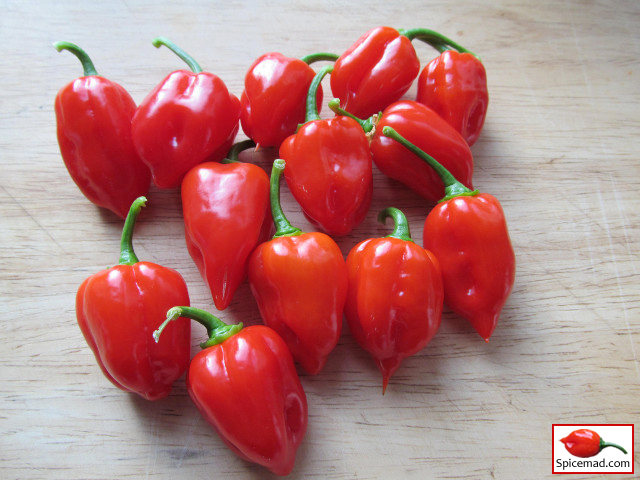 Red Mayan Habanero - 26th August 2014