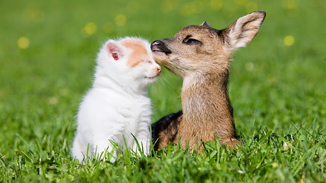 Fotografías divertidas de animales