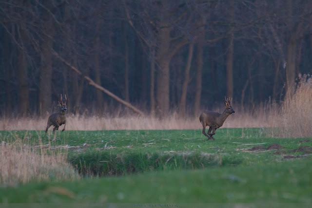 Ree - Roe Deer - Capreolus capreolus