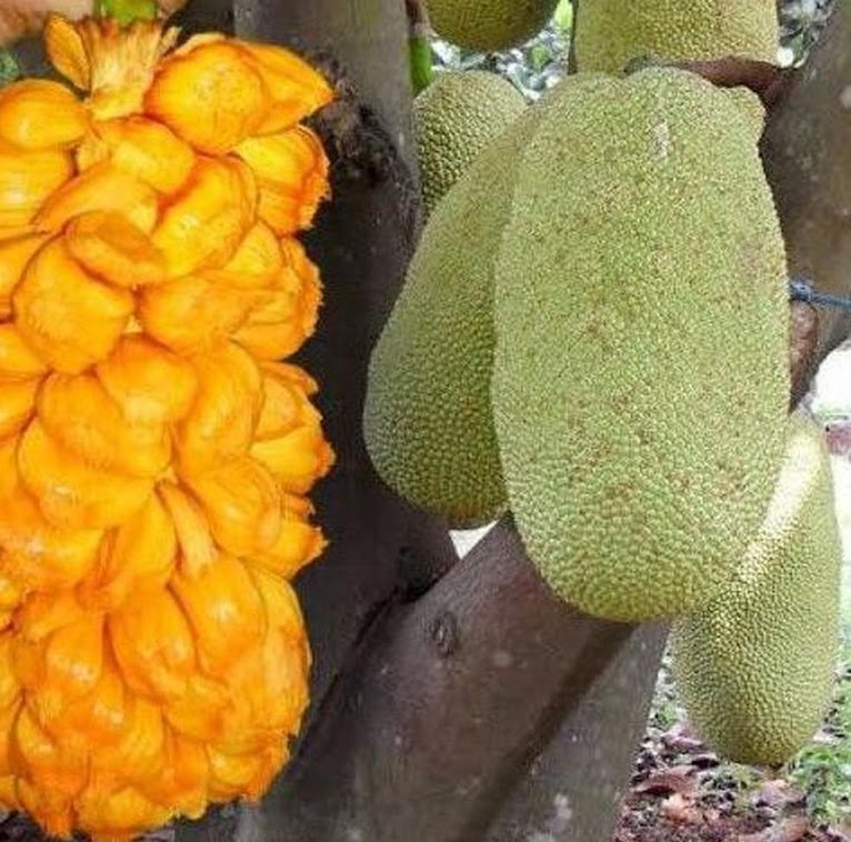 bibit nangka buah nangkadak orange kuning manis jumbo pohon tanaman berkualitas Tomu