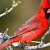 Northern cardinal