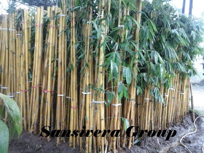 Pohon Bambu Panda Kuning