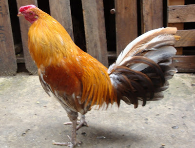 gallo de pelea amarillo y cenizo colombiano