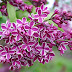 Beautiful and Aromatic Lilacs Flower