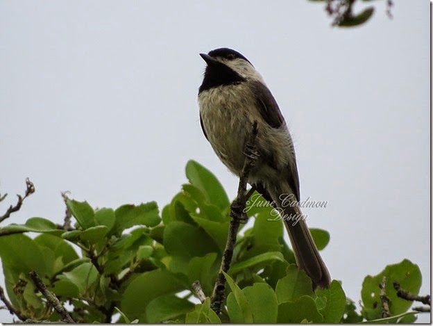 Carolina_Chickadee