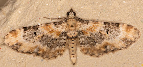 Foxglove Pug, Eupithecia pulchellata.  Luxford Lane, Crowborough, 29 June 2017.