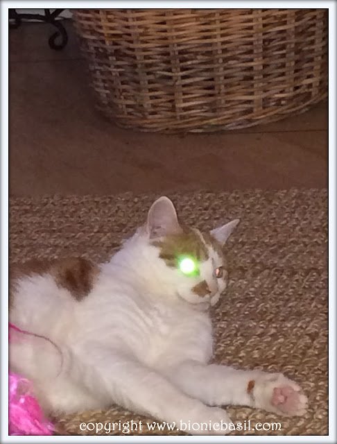 Friday Fluffers at BBHQ ©BionicBasil® Amber's Deadly Laser Eye