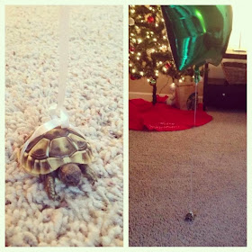 Funny animals of the week - 3 January 2014 (40 pics), turtle with balloons tied on his back