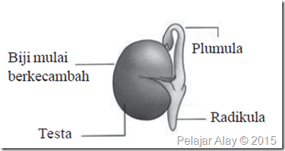 Perkecambahan