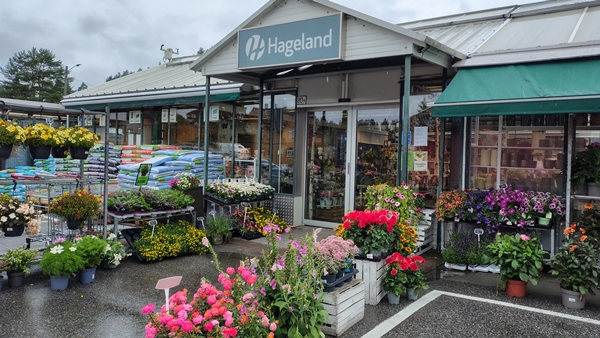 hagen min hageliv blomster bær