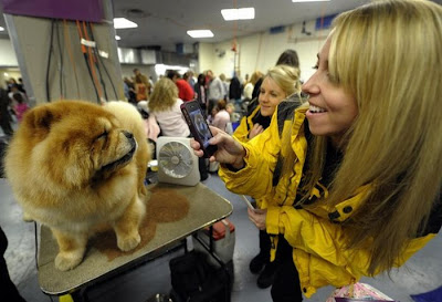 Backstage At The 135th Annual Westminster Dog Show Seen On www.coolpicturegallery.us