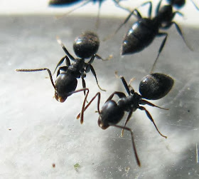 Workers of Technomyrmex sp. ants