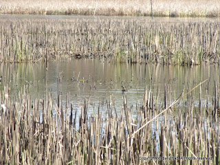 Pied-billed Grebe