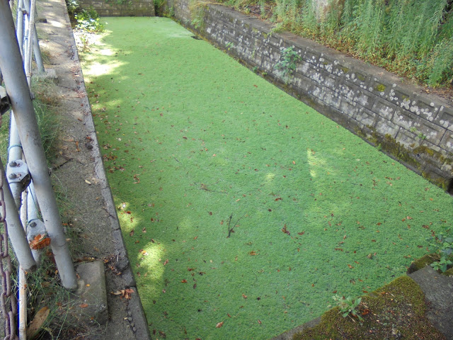 水槽にびっしりと藻が生えていました