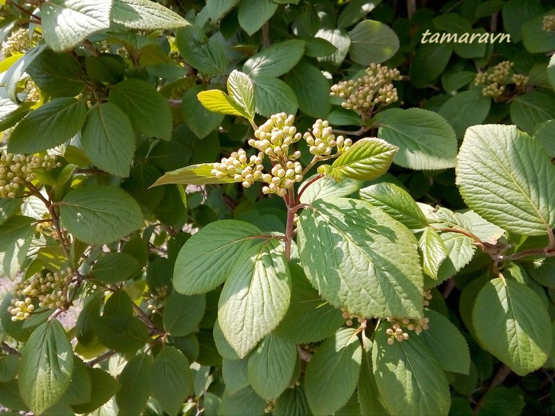 Калина буреинская (Viburnum burejaeticum)