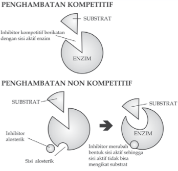 Hubungan enzim dan substrat