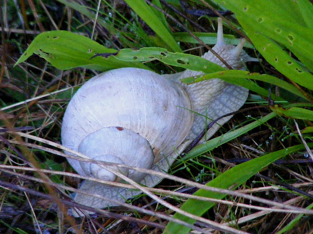 Roman/Burgundian Snail Helix pomatia, Loir et Cher, France. Photo by Loire Valley Time Travel.