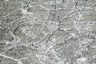 A photograph of a lilac bush covered in snow. The snow-covered branches twist around at all angles.