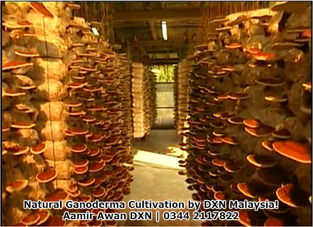 DXN Ganoderma Cultivation