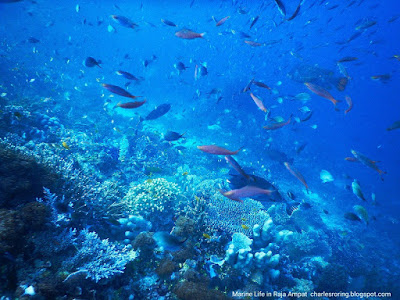 Snorkeling tour in Raja Ampat islands of Indonesia