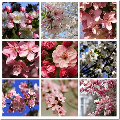 week 39 - spring blossoms copy