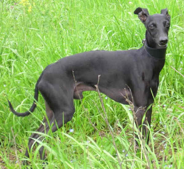 Perro Lebrel italiano