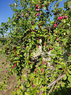 So much fruit on Sally's tree