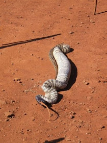snake eats lizard, python eats lizard three times its size, snake vs lizard