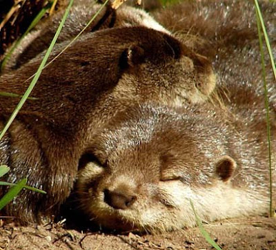 Sleeping animals photo